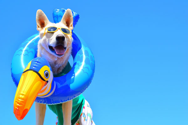 Cool summer dog with sunglasses